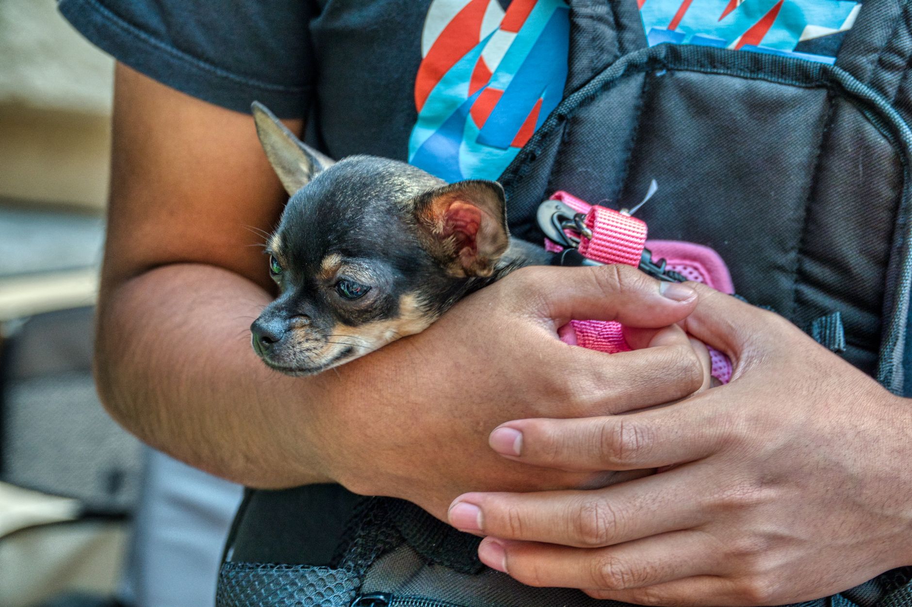 How Do You Fly With a Dog? A Step-by-Step Guide (2026)