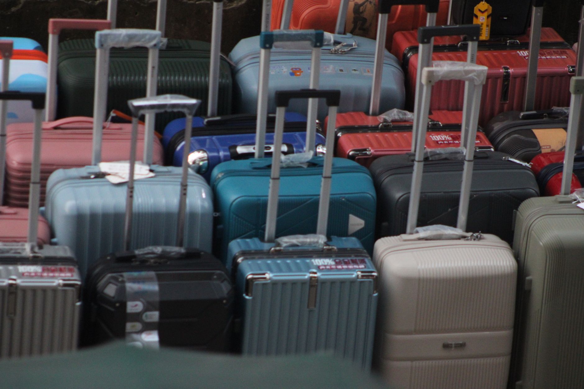 Pets on British Airways: Cabin, Cargo and Assistance Dog Rules (2026)