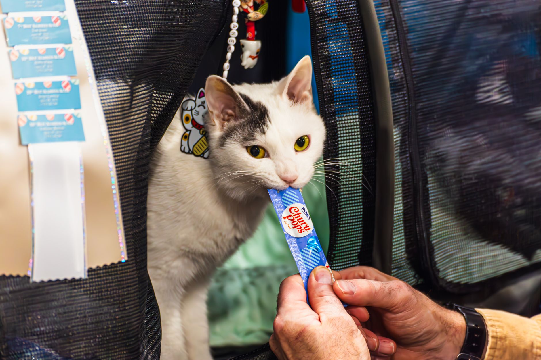 border officer reviewing a pet health certificate next to a cat carrier