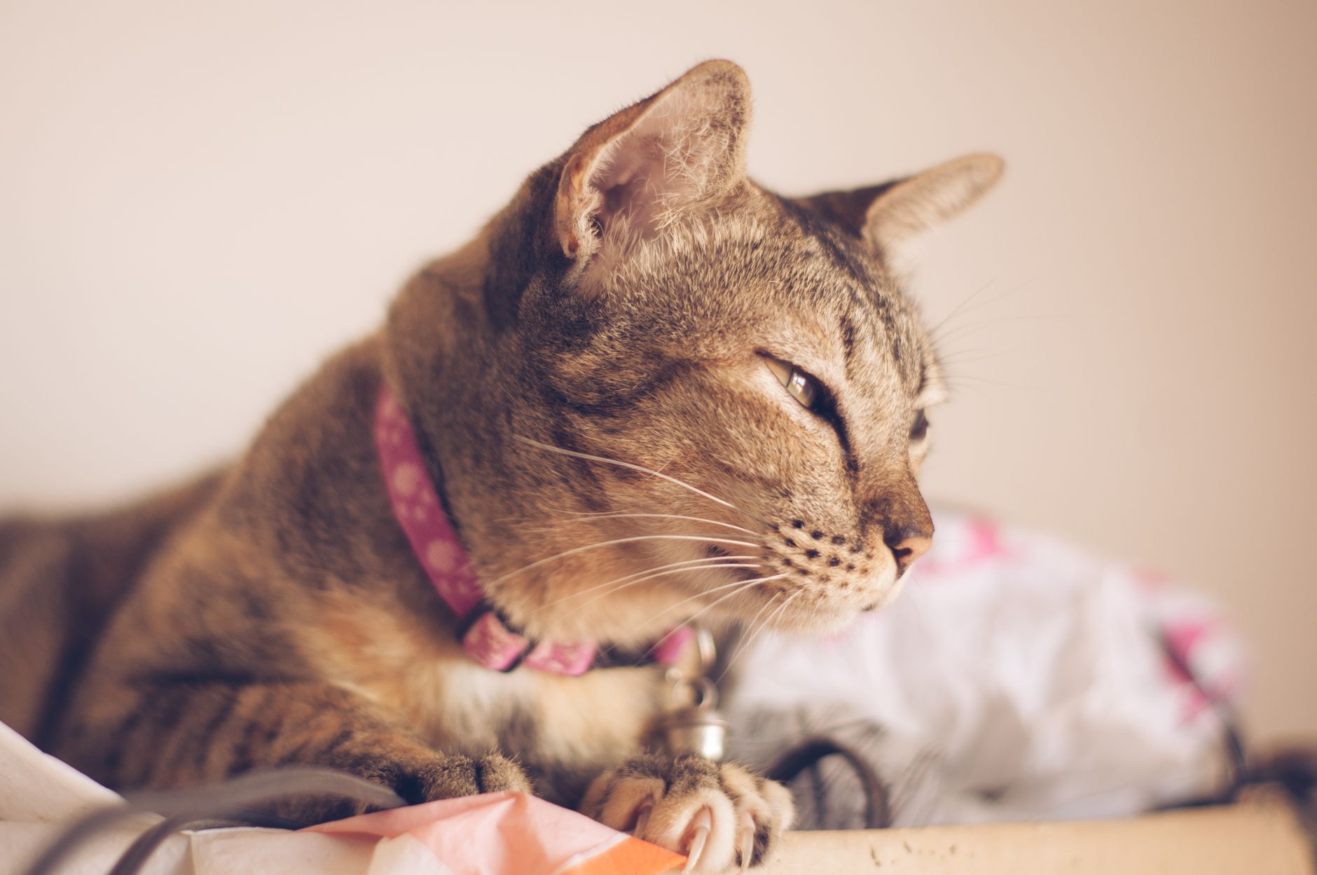 Cheap Cat Carrier: How to Buy One That Is Still Safe