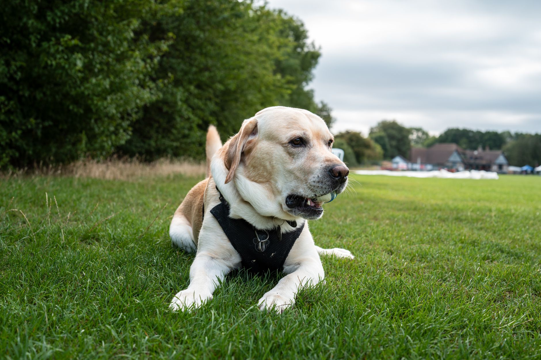 labrador assistance dog in harness at airport boarding gate
