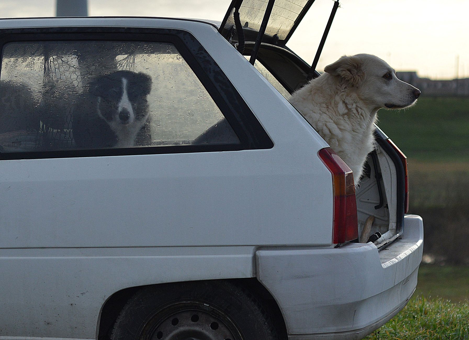 Rosslare ferry terminal cars boarding with pet dogs
