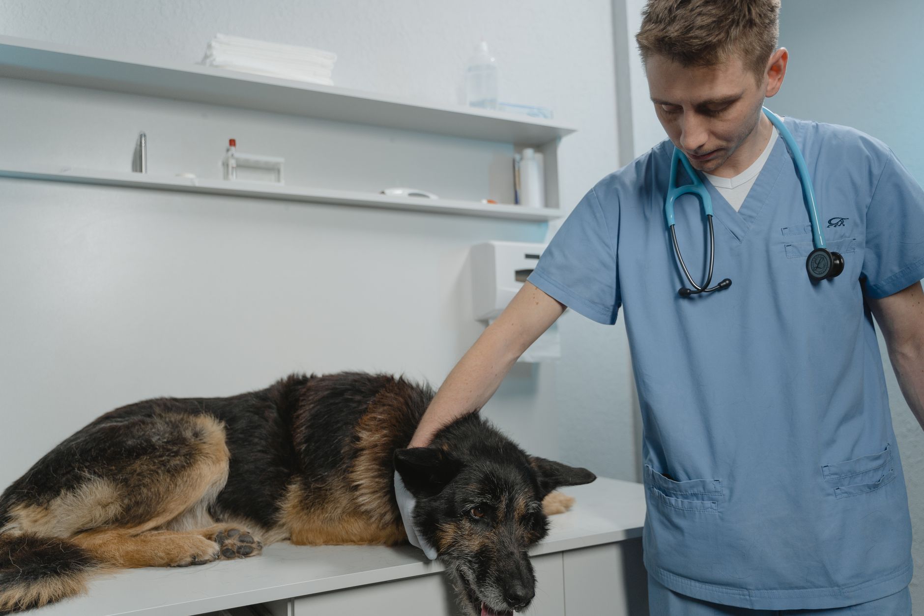 Passports for Pets: What They Are, Who Issues Them, and How Rules Differ by Country