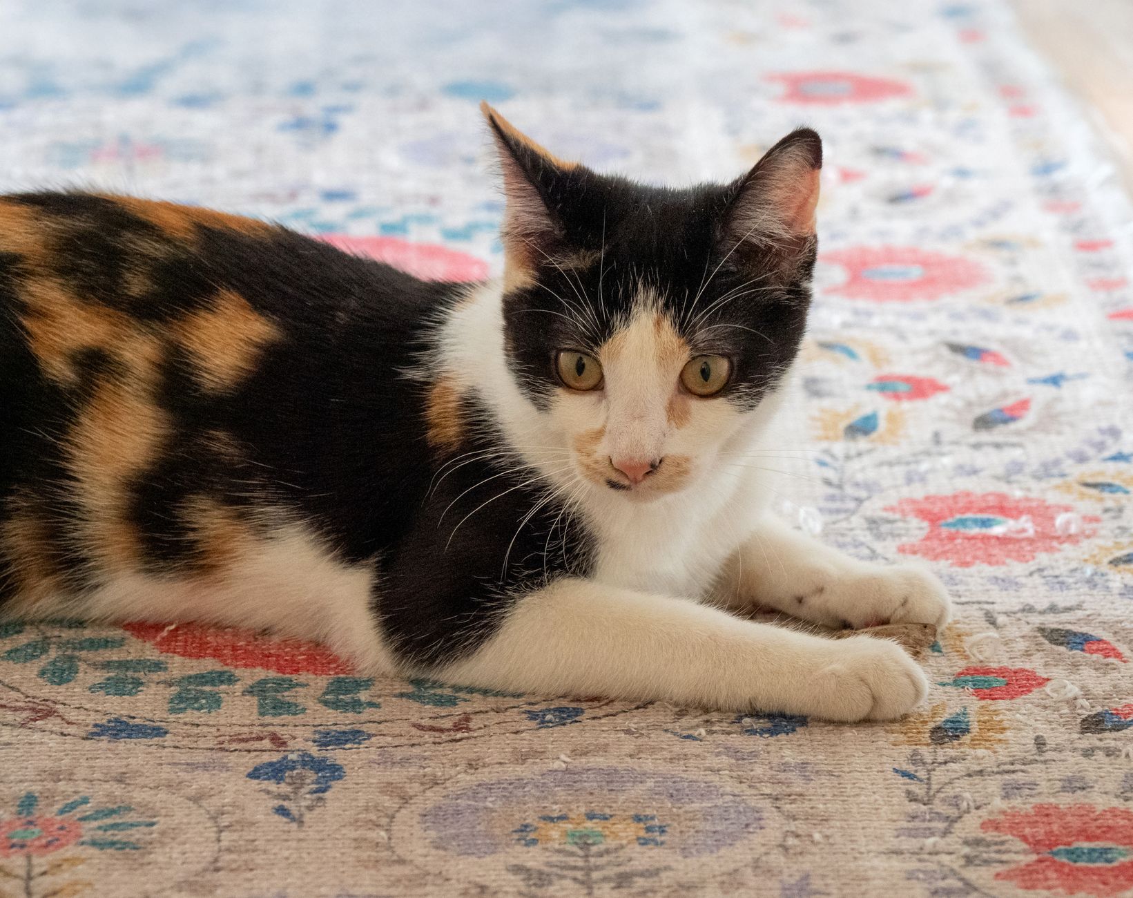 tabby kitten sitting inside open hard plastic pet carrier on living room rug