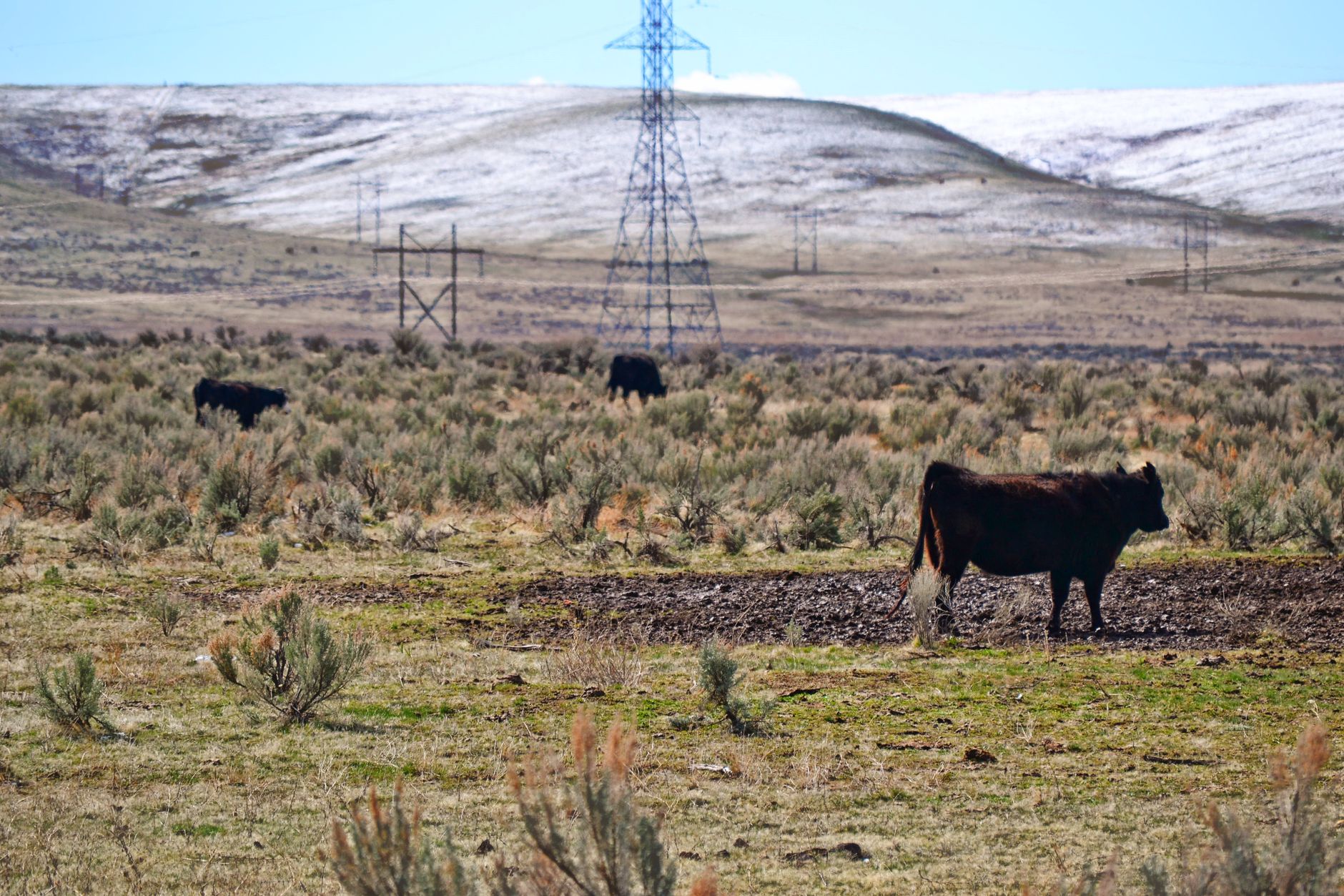 cattle ranch pasture