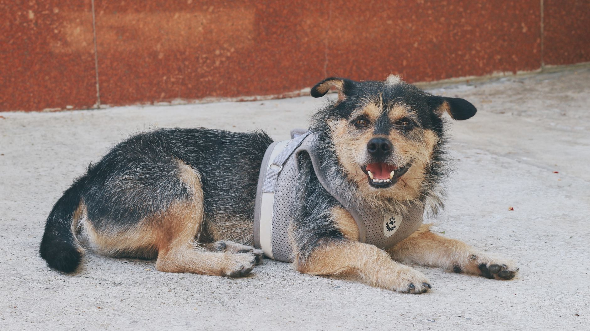 Frontier Airlines Pet Policies (2026): Fees, Carrier Size, Service Dogs and What Is Not Allowed