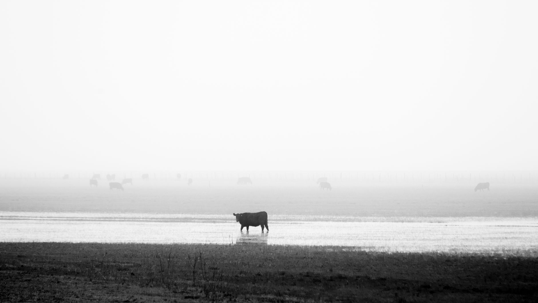 farmer using smartphone to photograph cow muzzle in flooded pasture