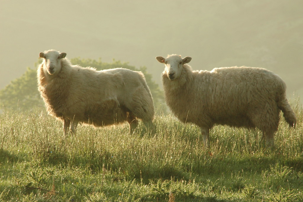 sheep goat farm field