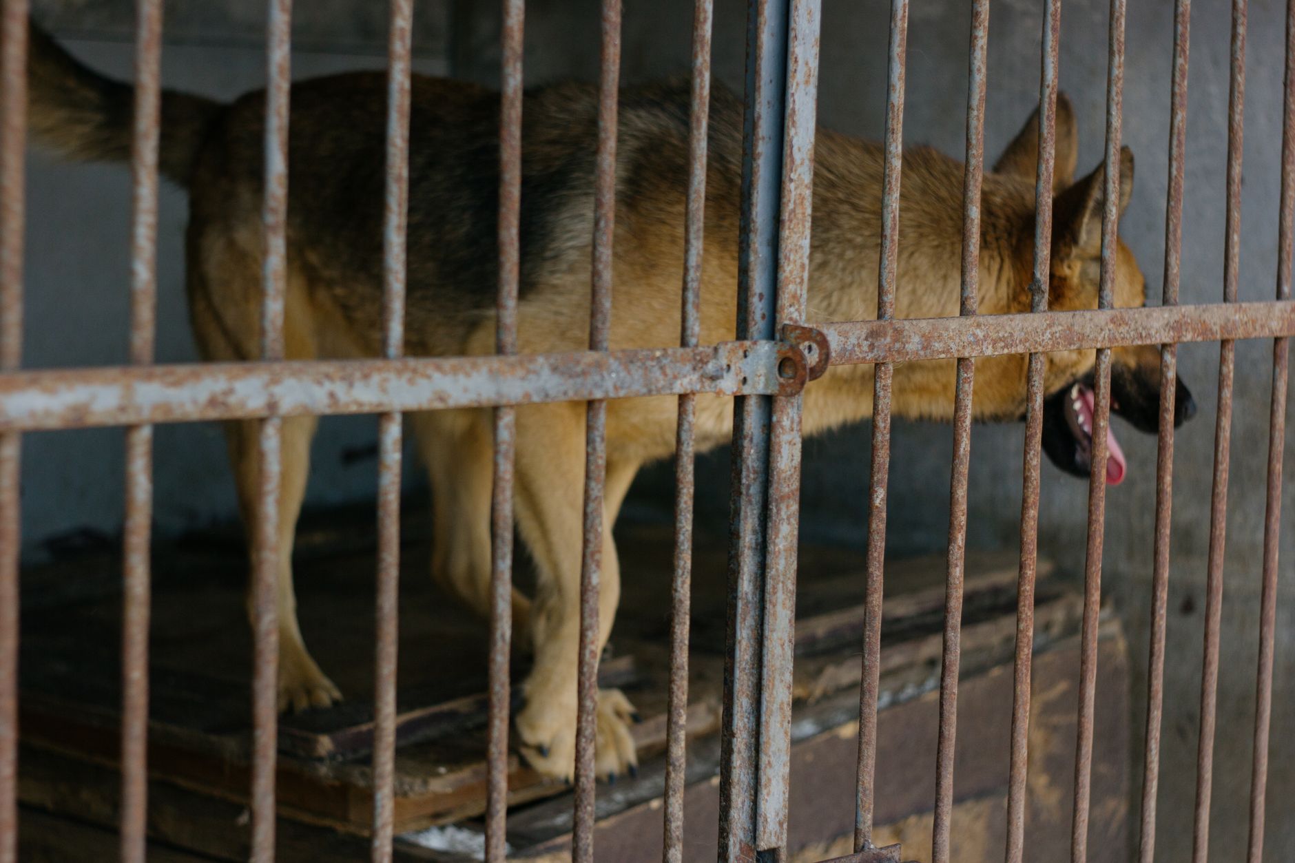 dog waiting in wire quarantine kennel veterinary station