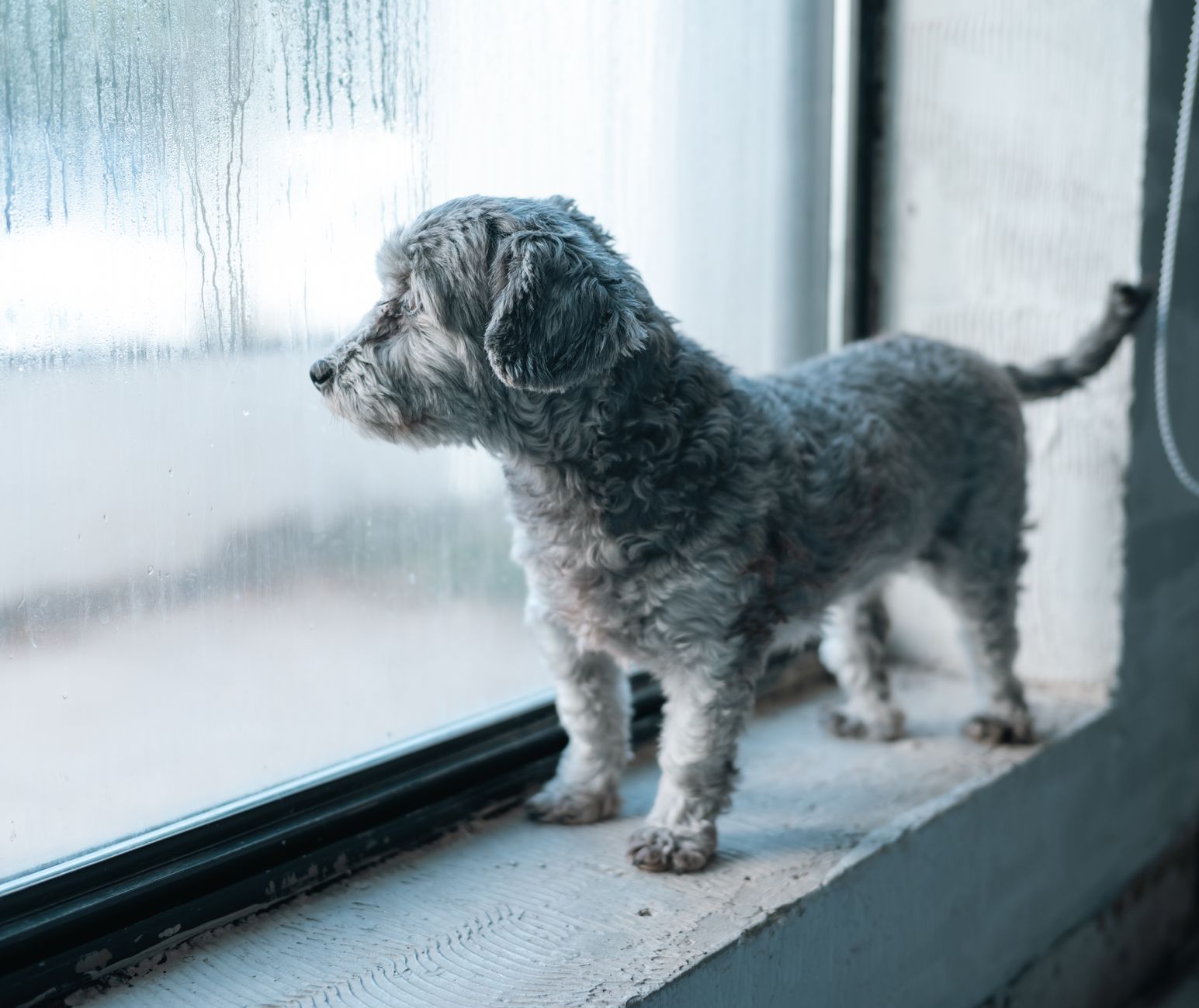 Pet Carrier Airplane Guide: Cabin Sizes, IATA Rules, Soft vs Hard