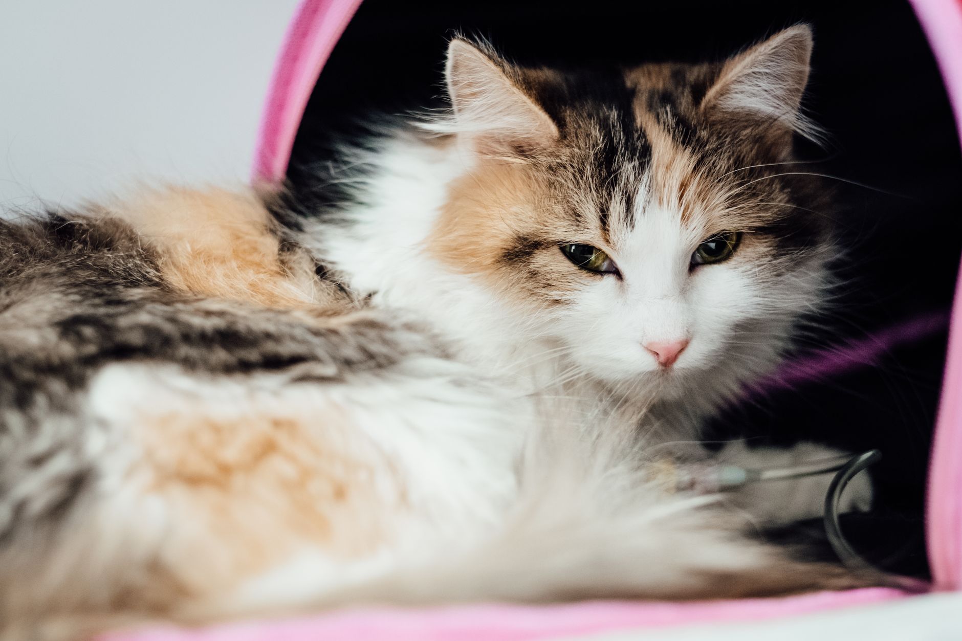 veterinarian reviewing health certificate beside cat travel carrier