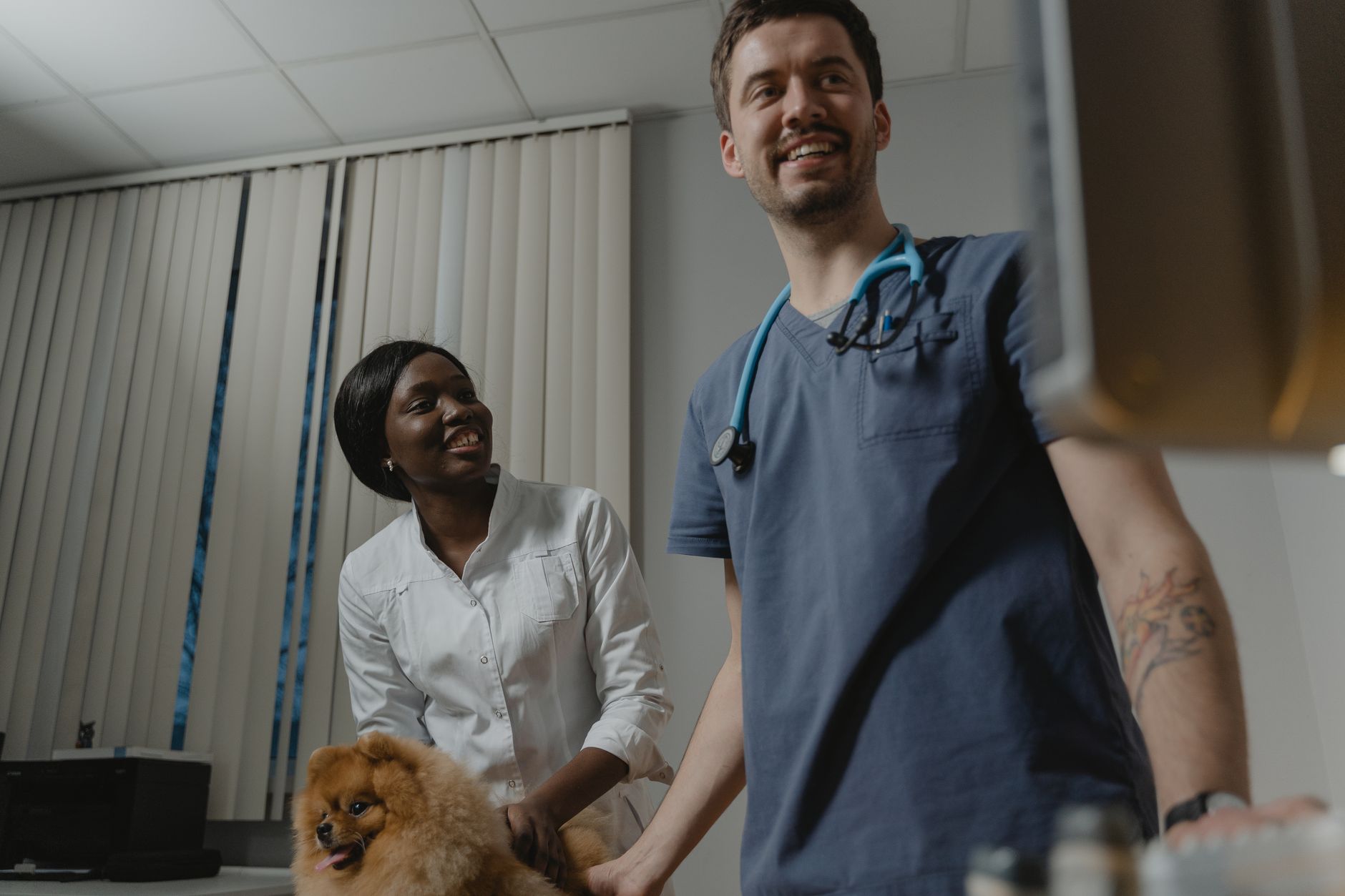 veterinarian checking dog microchip scanner before travel