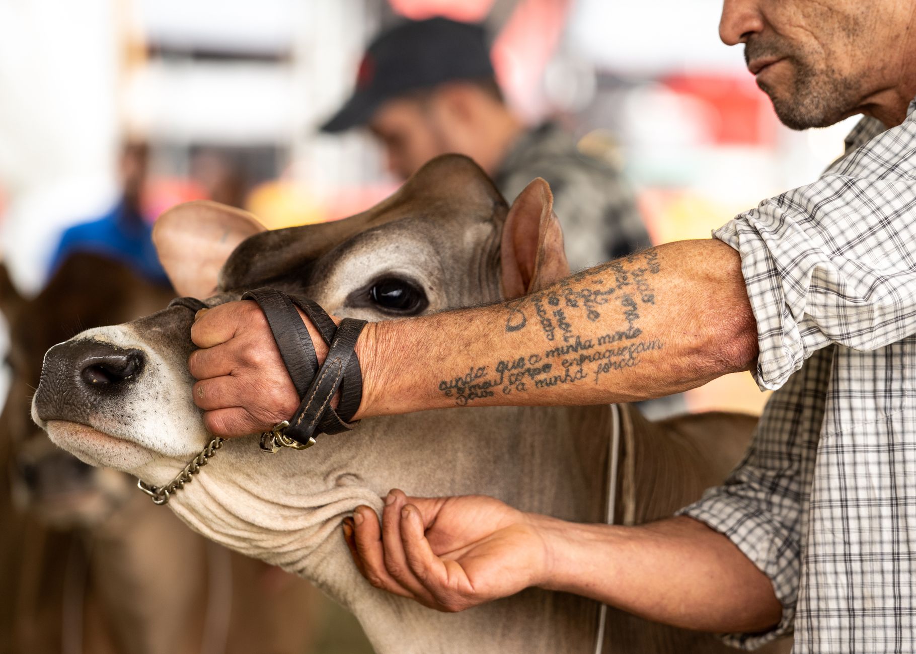 farmer with cattle muzzle close up