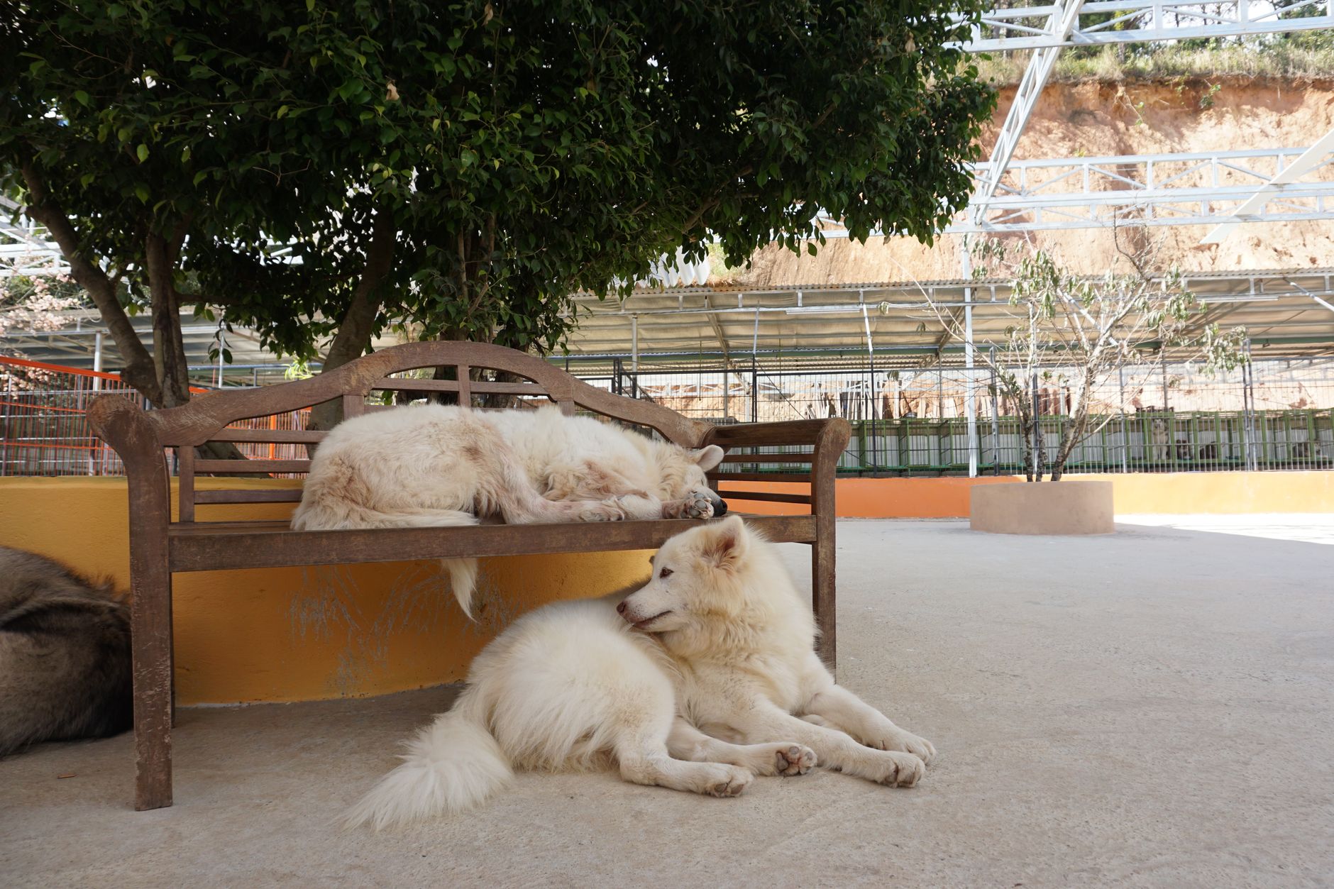 KLIA cargo pet kennel quarantine holding room Malaysia