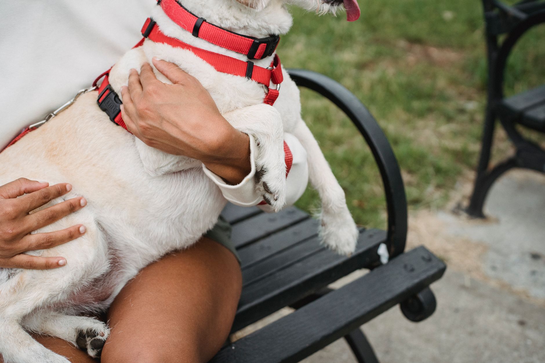 service dog harness beside owner in airport terminal