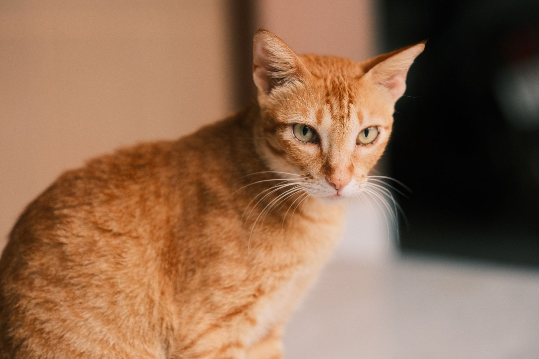 Can I Bring a Cat on a Plane? Airline Rules, Fees & Documents (2026)