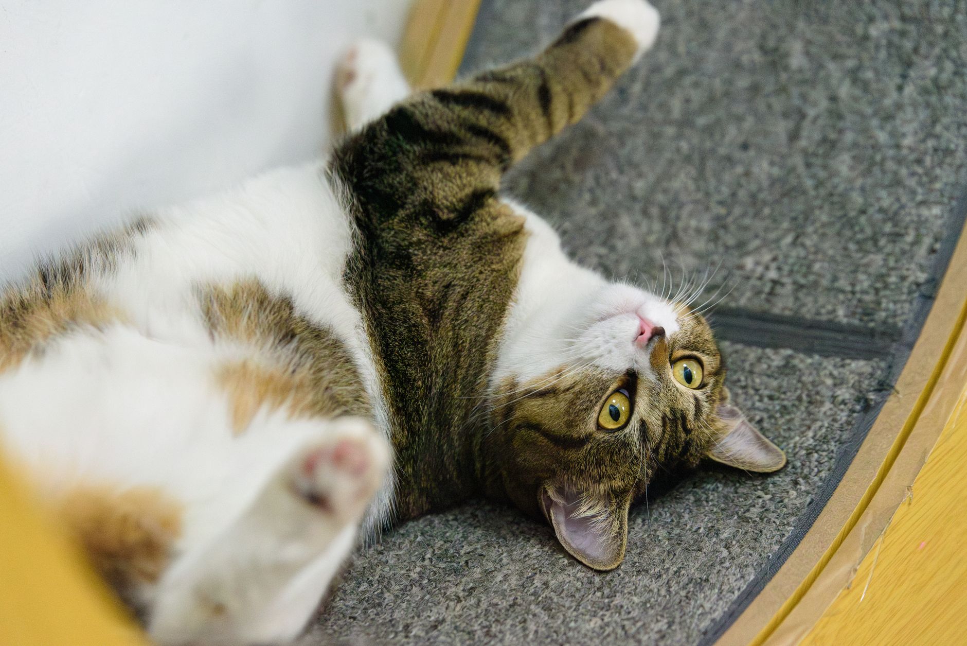 tabby cat resting in mesh travel carrier at airport gate