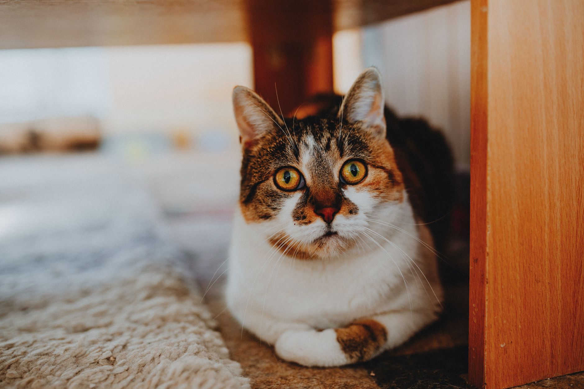 soft-sided cat carrier under airplane seat cabin