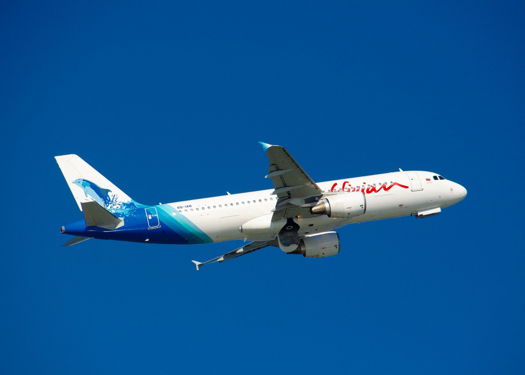 Airline Approved Animal Carriers: What the Label Really Means