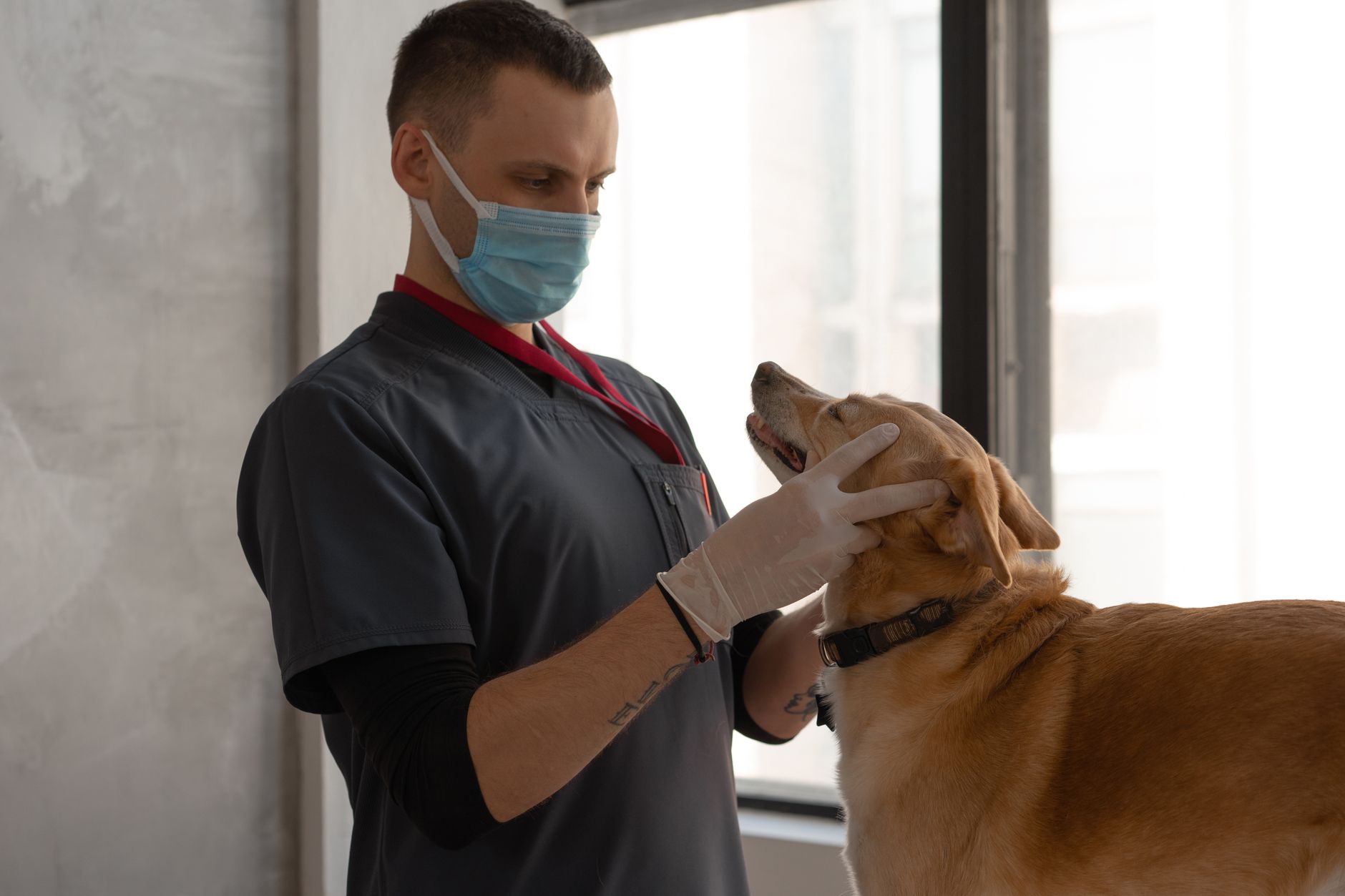 veterinarian examining dog travel papers