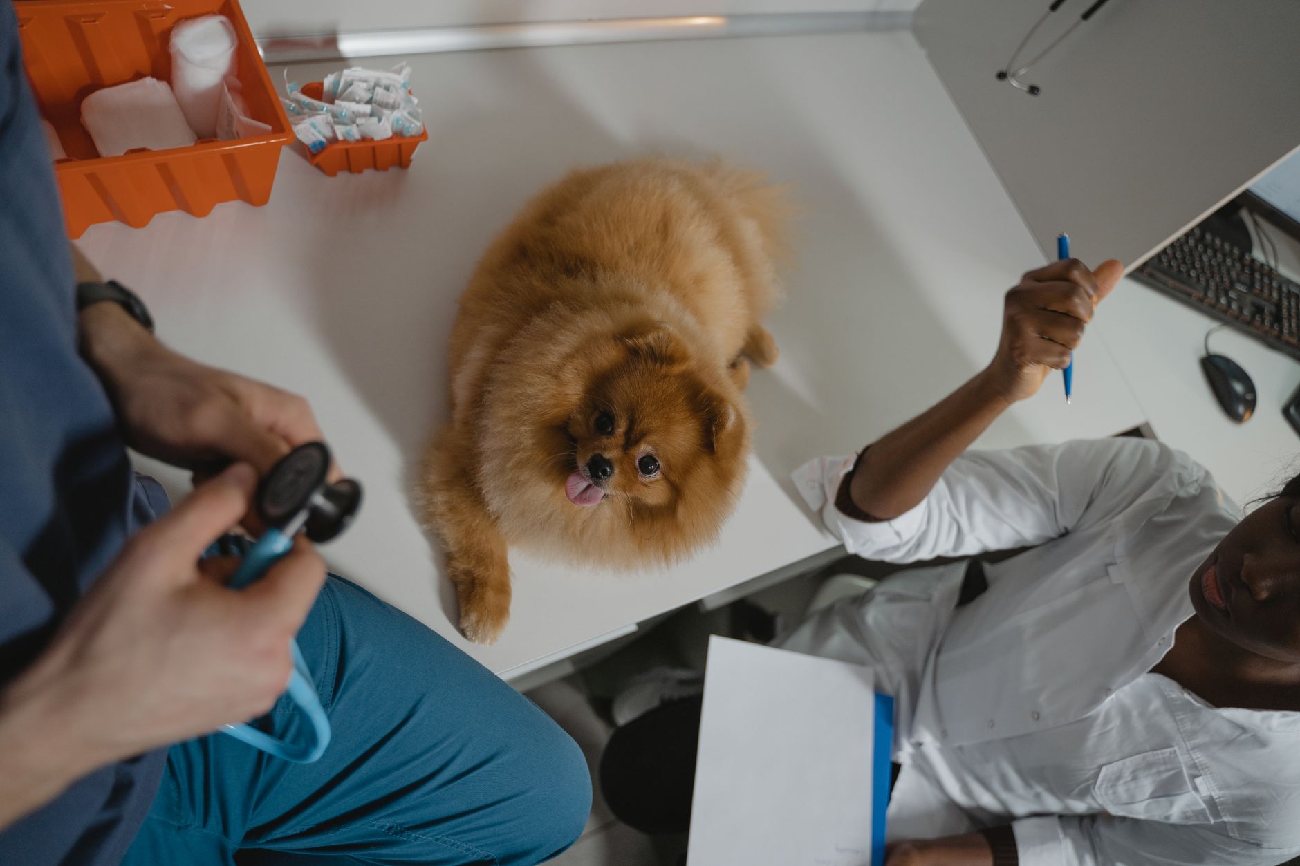 veterinarian filling dog health certificate beside open travel crate