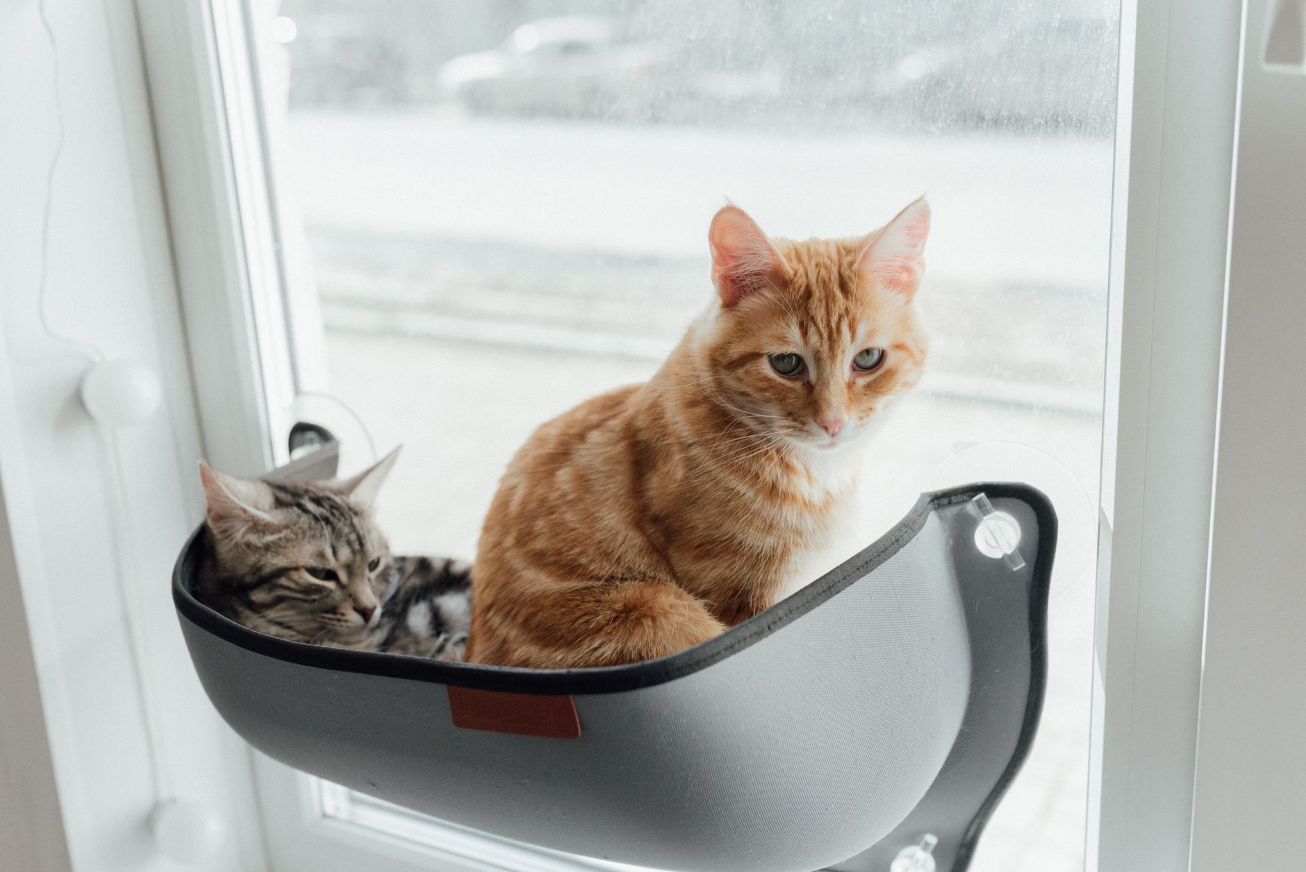 Affordable Cat Carriers: 2026 Buying Guide to Safe, Budget-Friendly Options