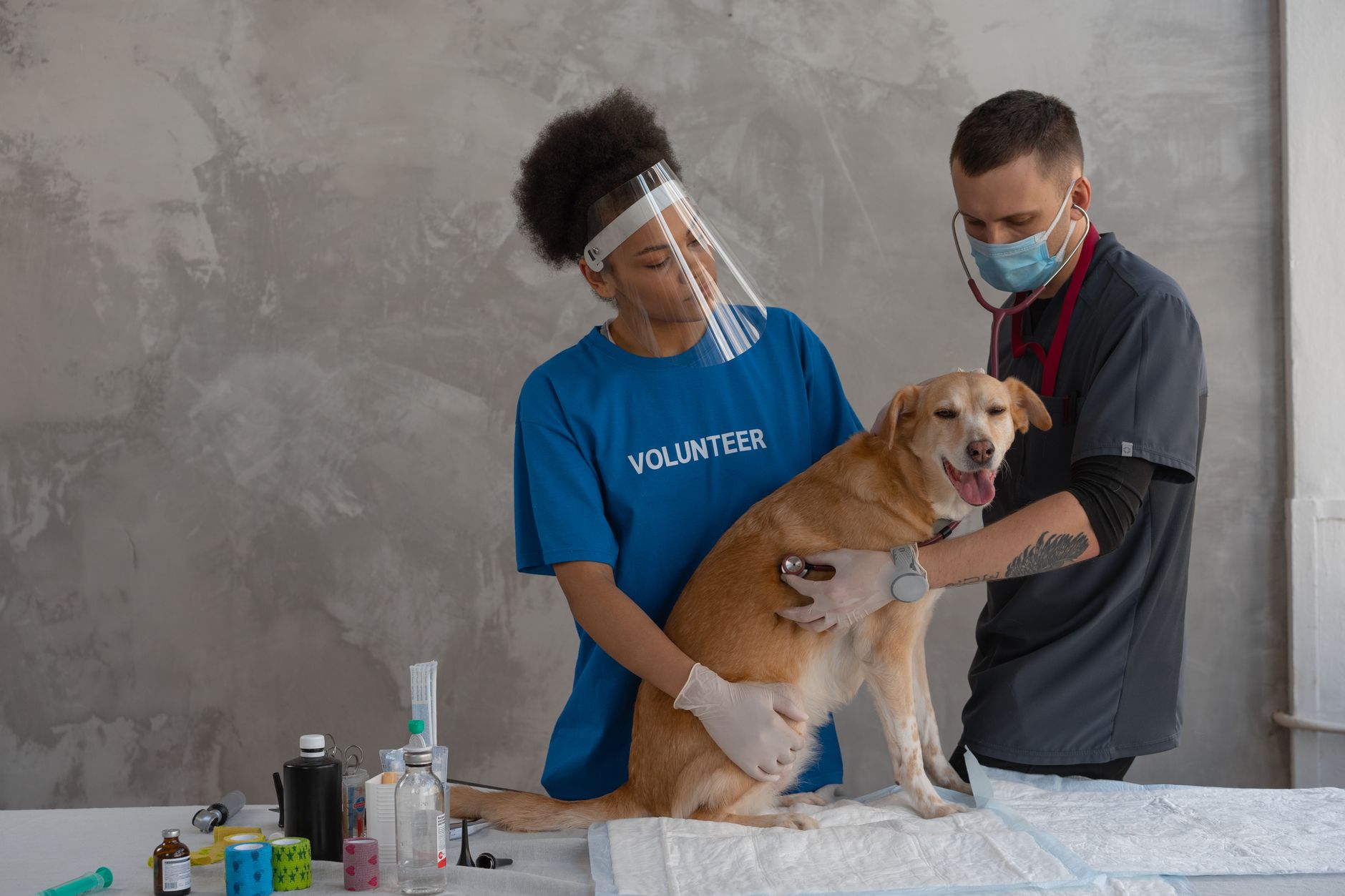 Best Pet Shipping Companies in 2026: How to Choose a Safe, Credentialed Pet Shipper