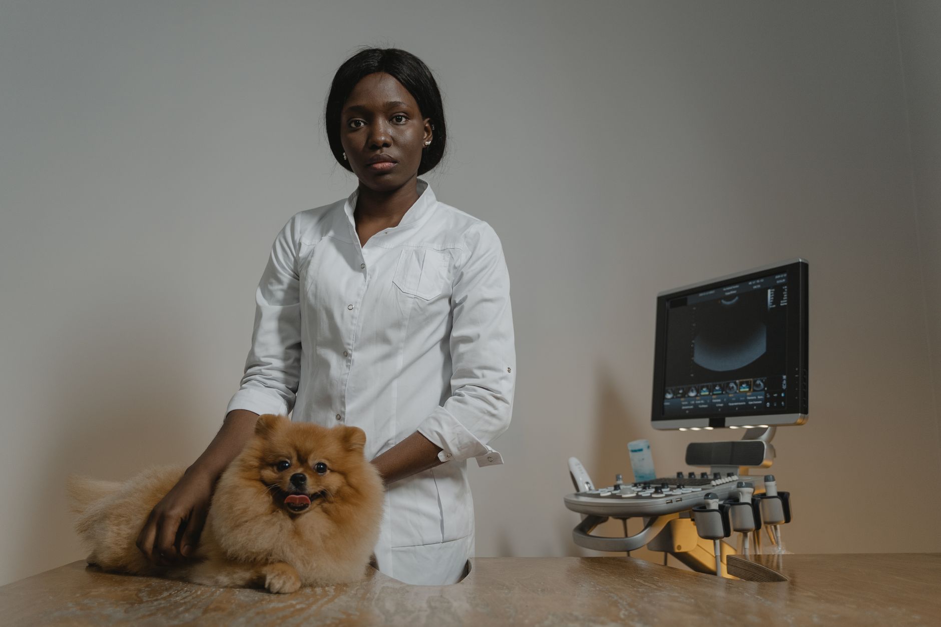 How Much Does It Cost for a Dog to Fly? 2026 Price Breakdown