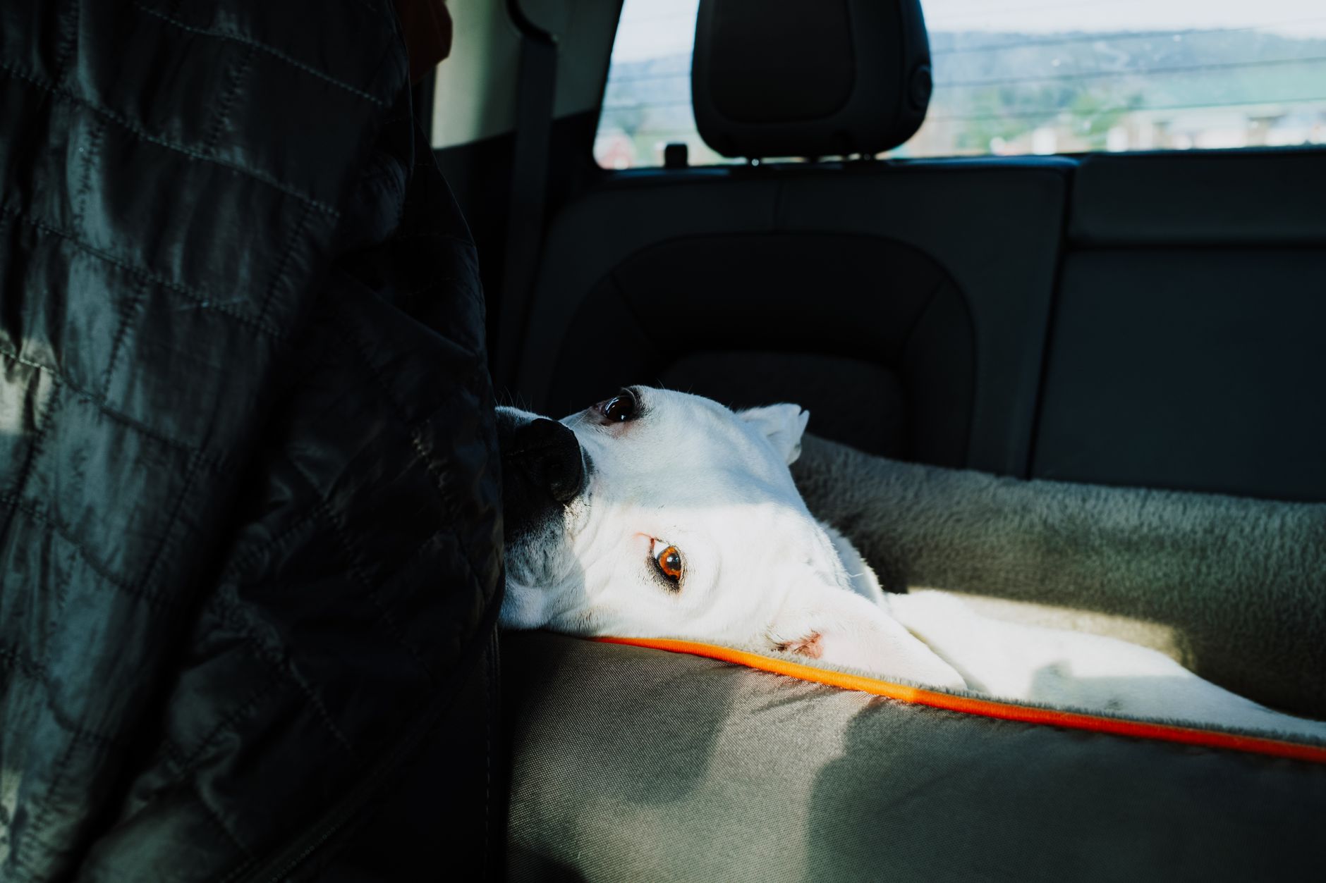 cat carrier secured in car back seat road trip