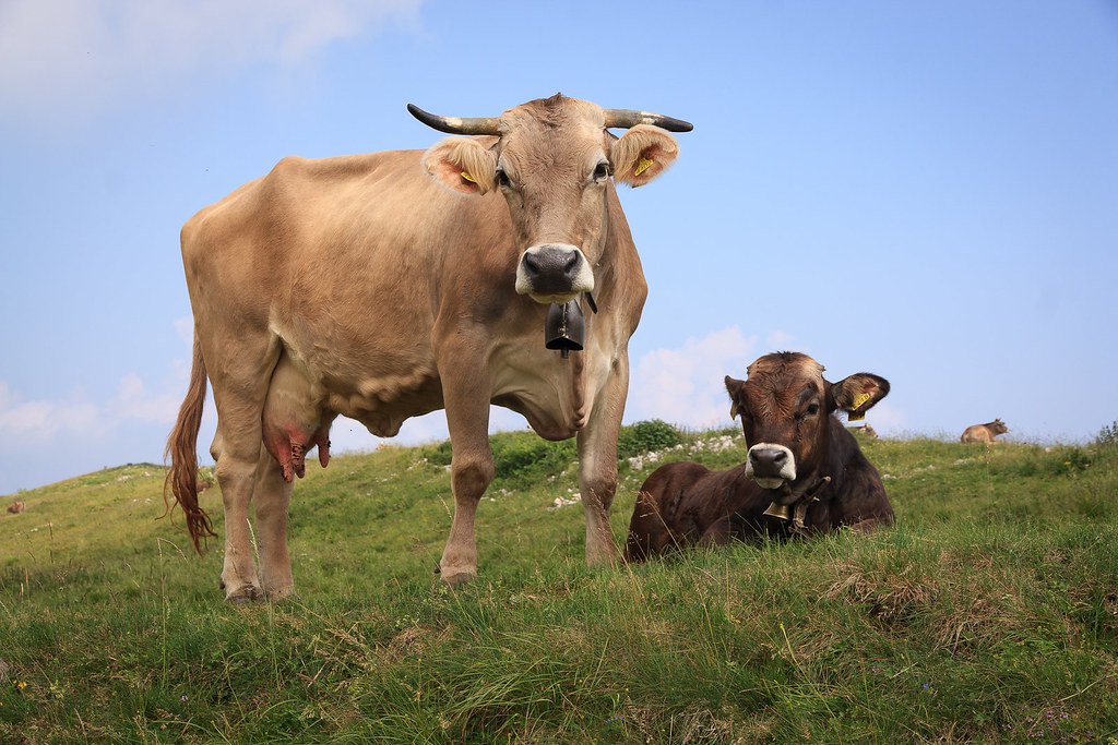 livestock farm herd