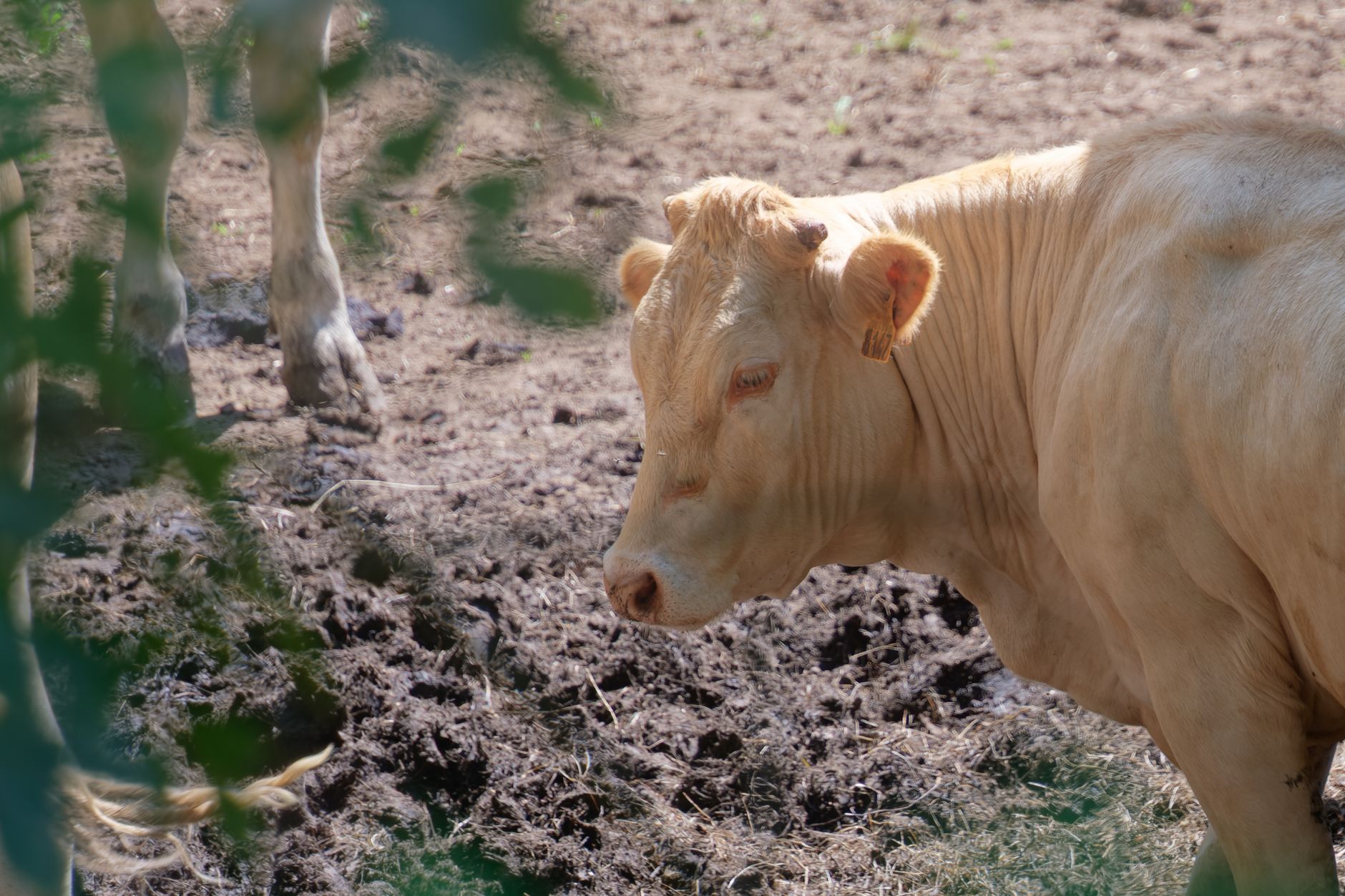 veterinarian checking cattle in muddy Brandenburg farm pasture Germany