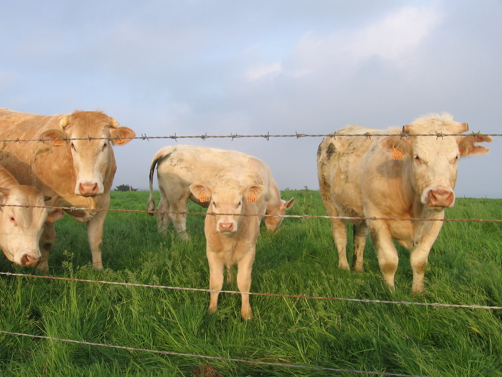 livestock farm herd
