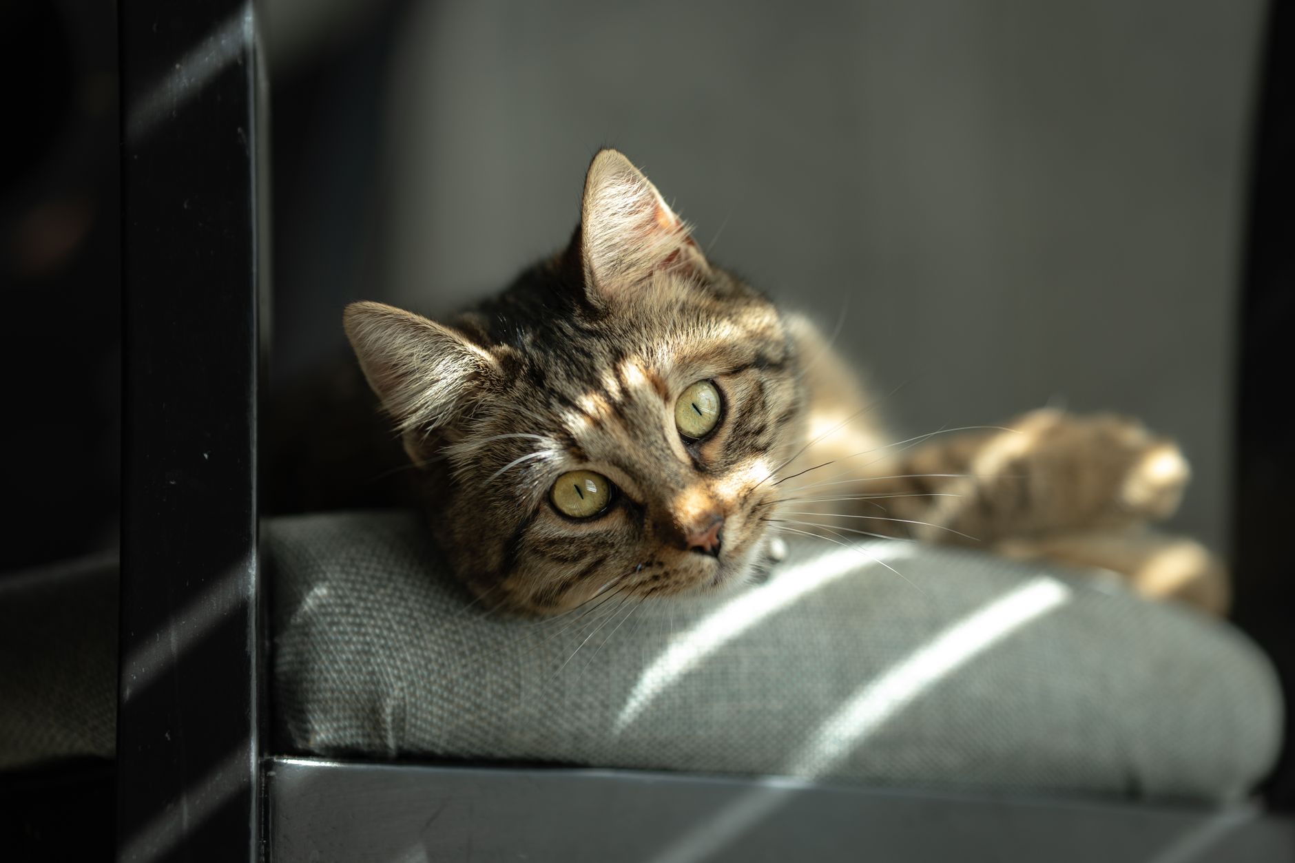 tabby cat inside airline cabin soft-sided kennel