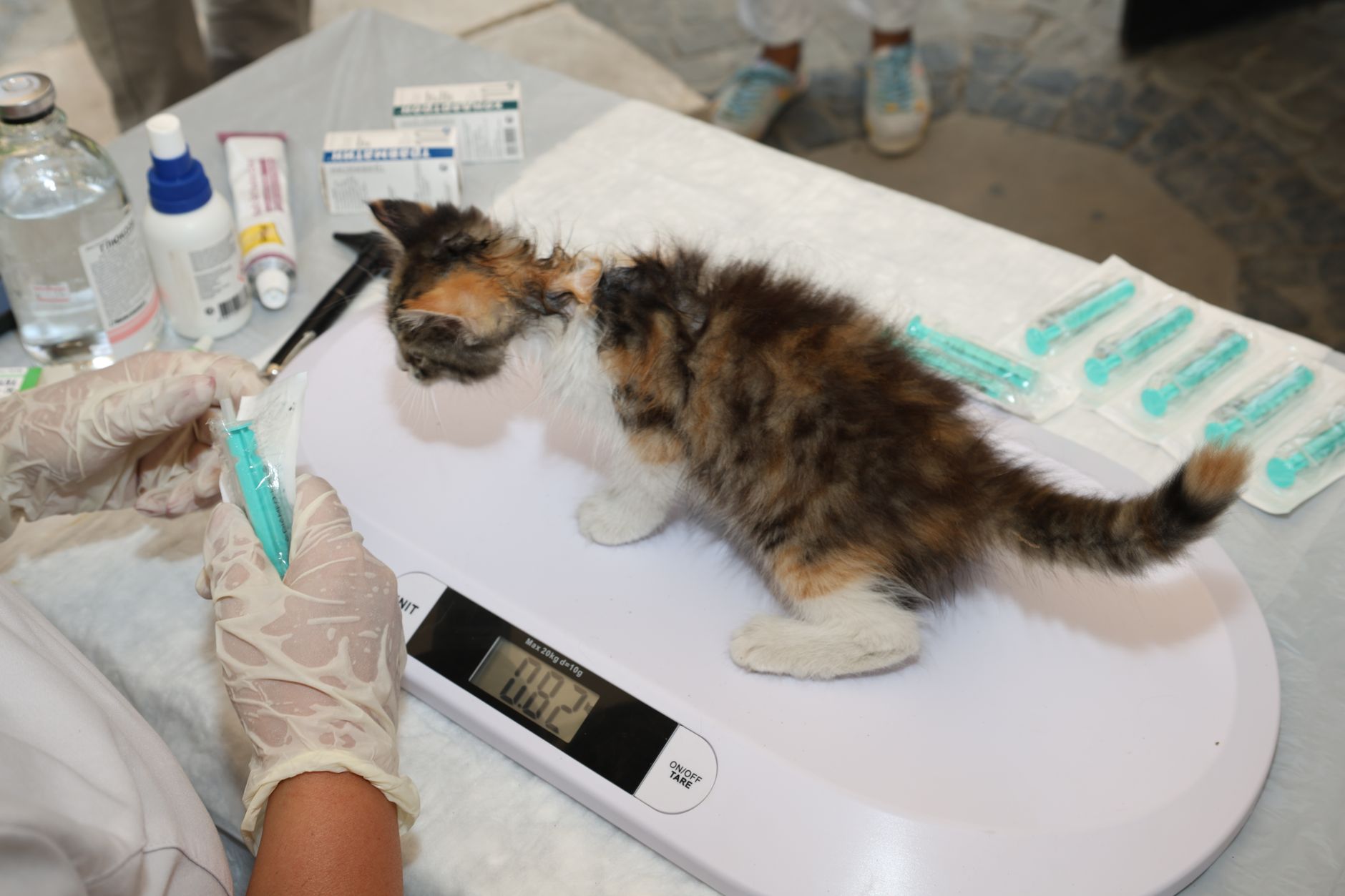 woman checking in cat pet carrier at airline counter