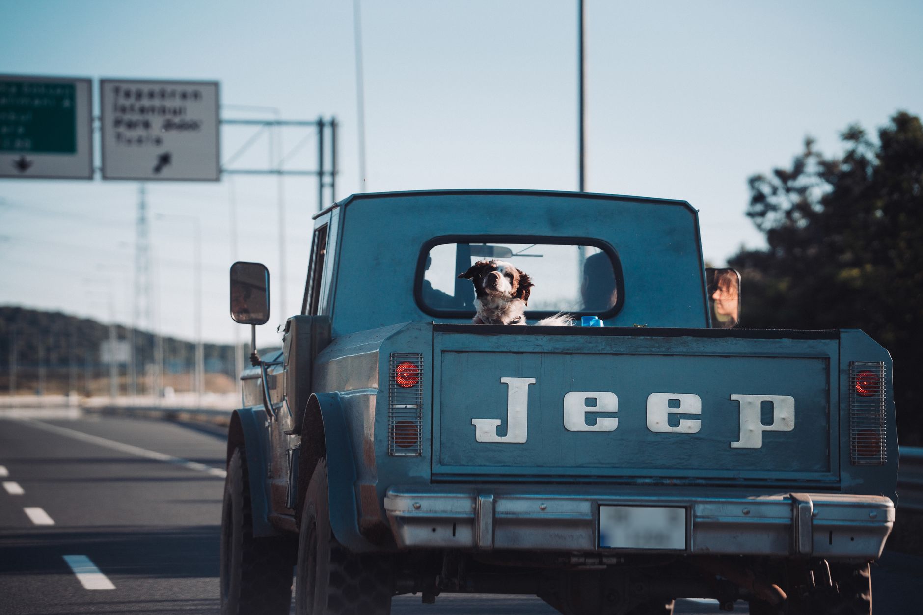 Traveling to Canada From the US With a Dog: CFIA and CDC Rules Explained