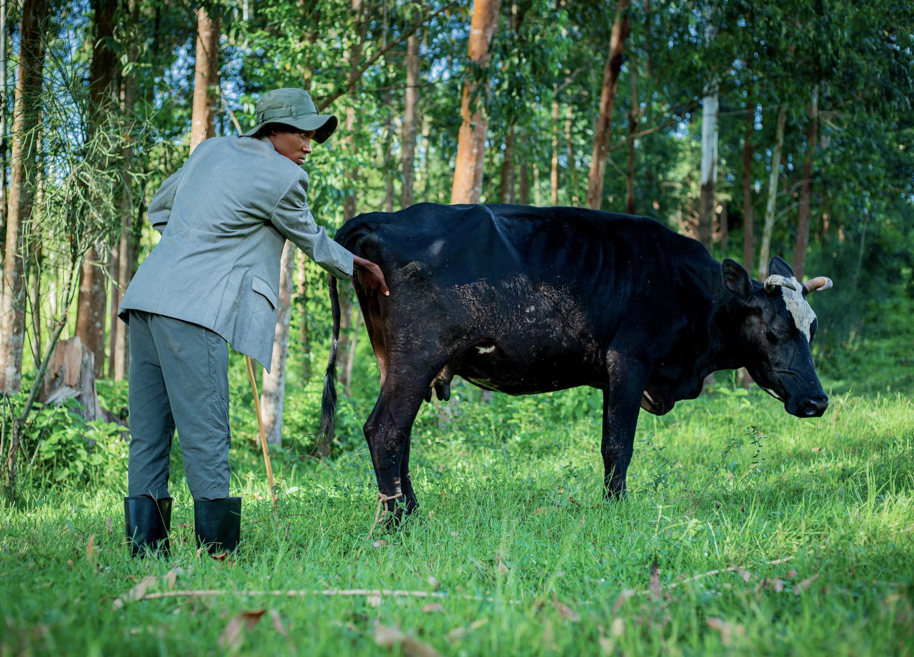 veterinarian cattle exam