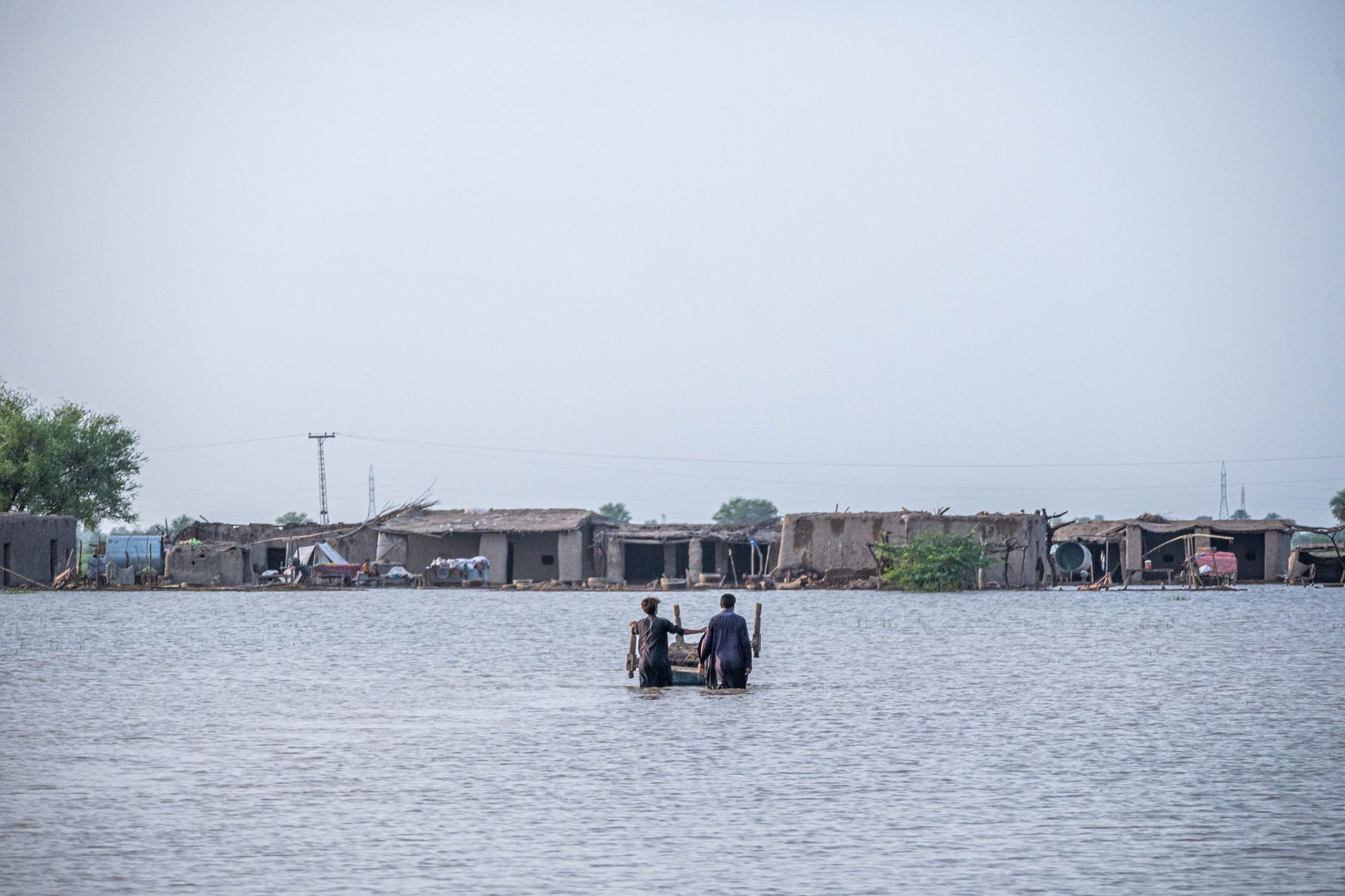 farmer using smartphone to photograph cattle in flooded pasture Pakistan