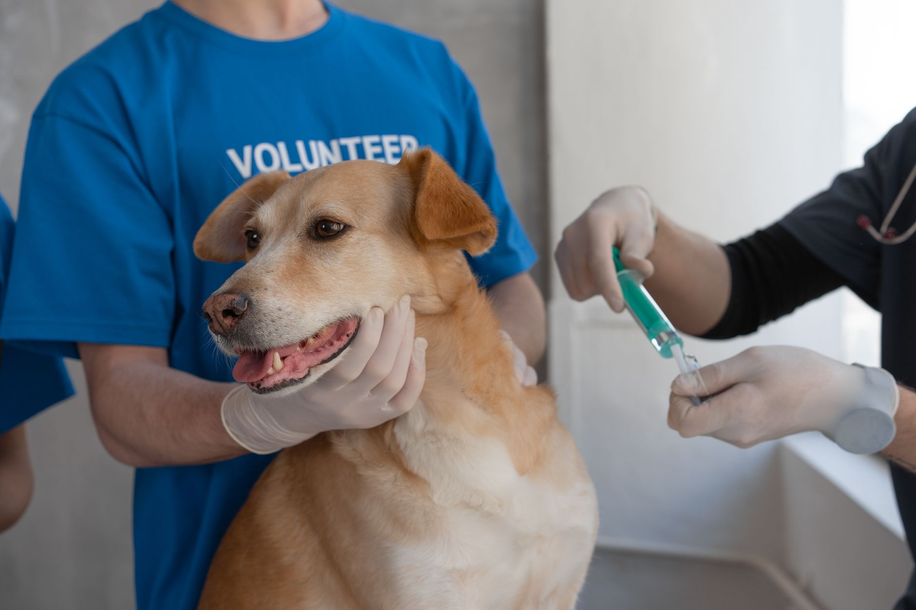 Dog in Quarantine: How Long It Lasts and Why, by Country and Cause