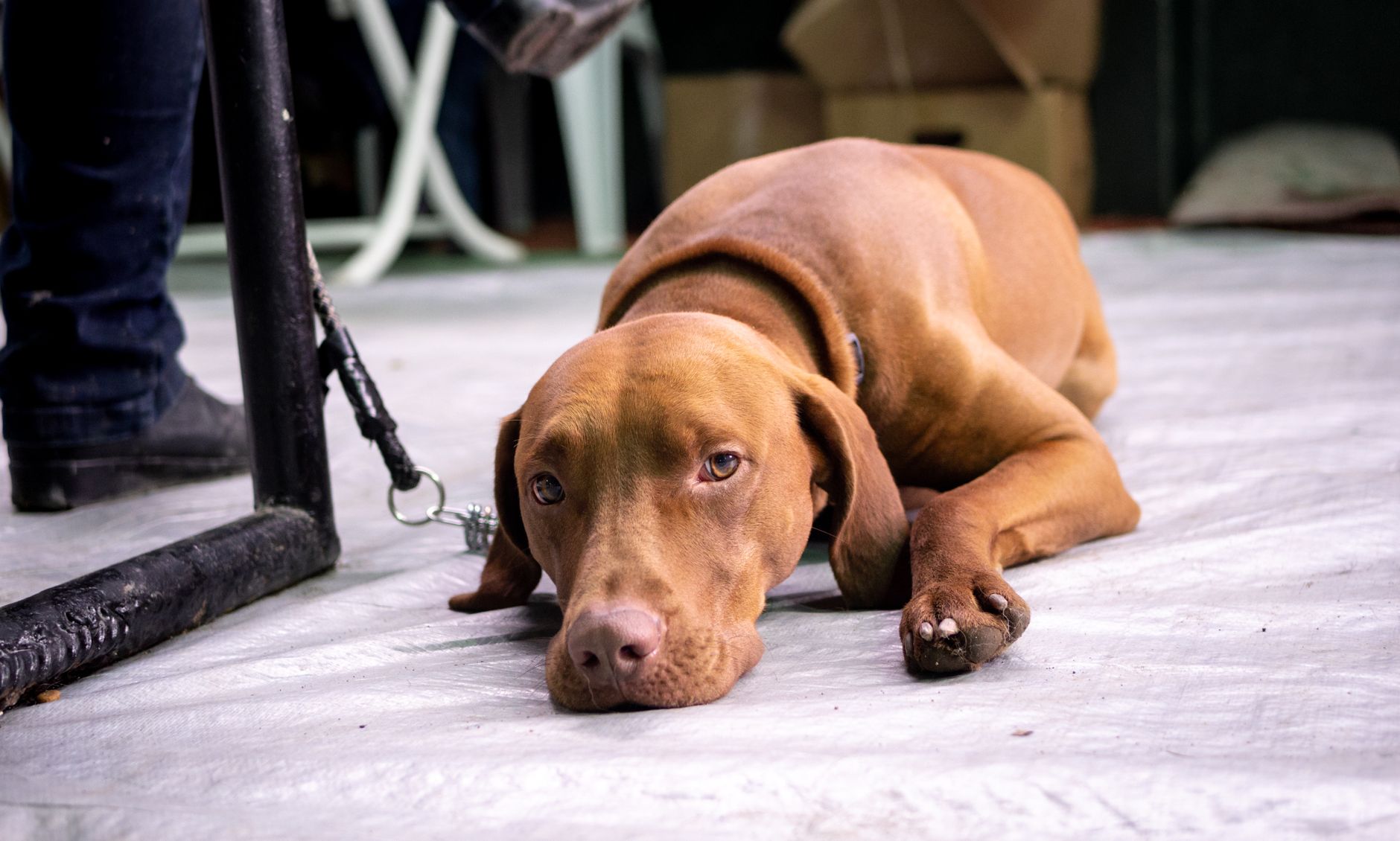 leashed dog waiting with paper vaccination records at an airport customs desk