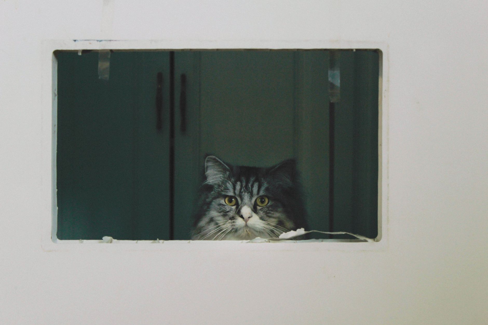 cat inside ventilated pet carrier beside aircraft window seat