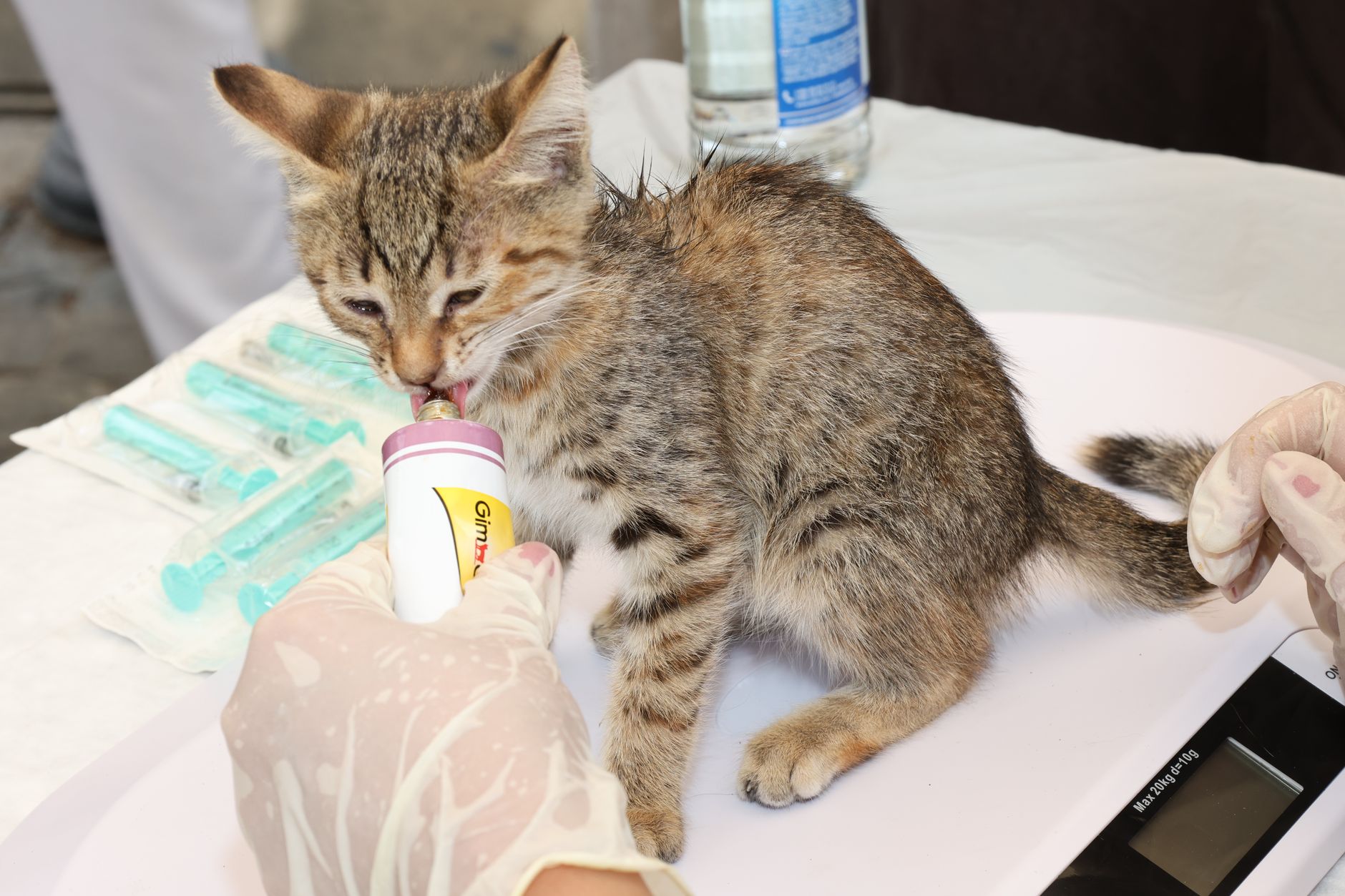 veterinarian scanning cat microchip at clinic desk
