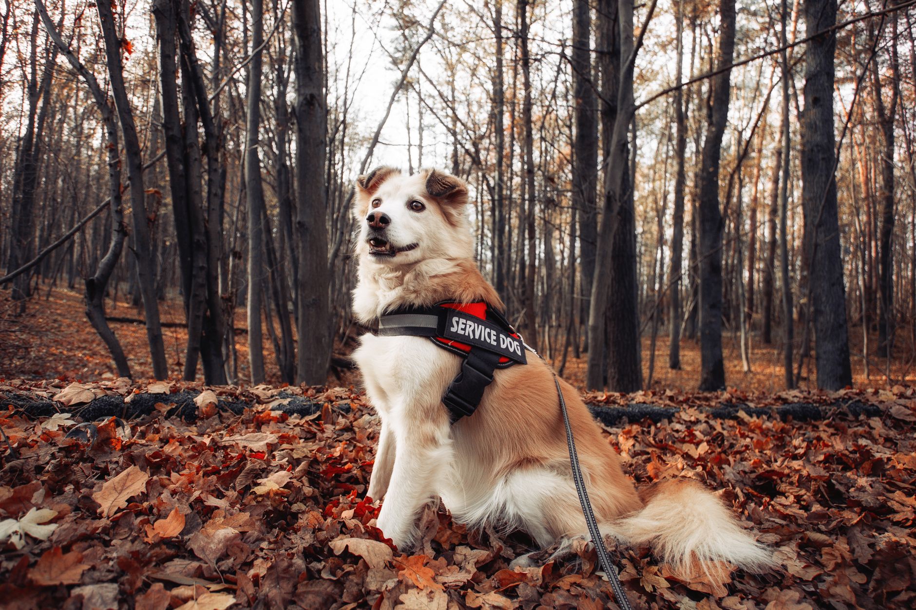 service dog in harness walking through airport terminal