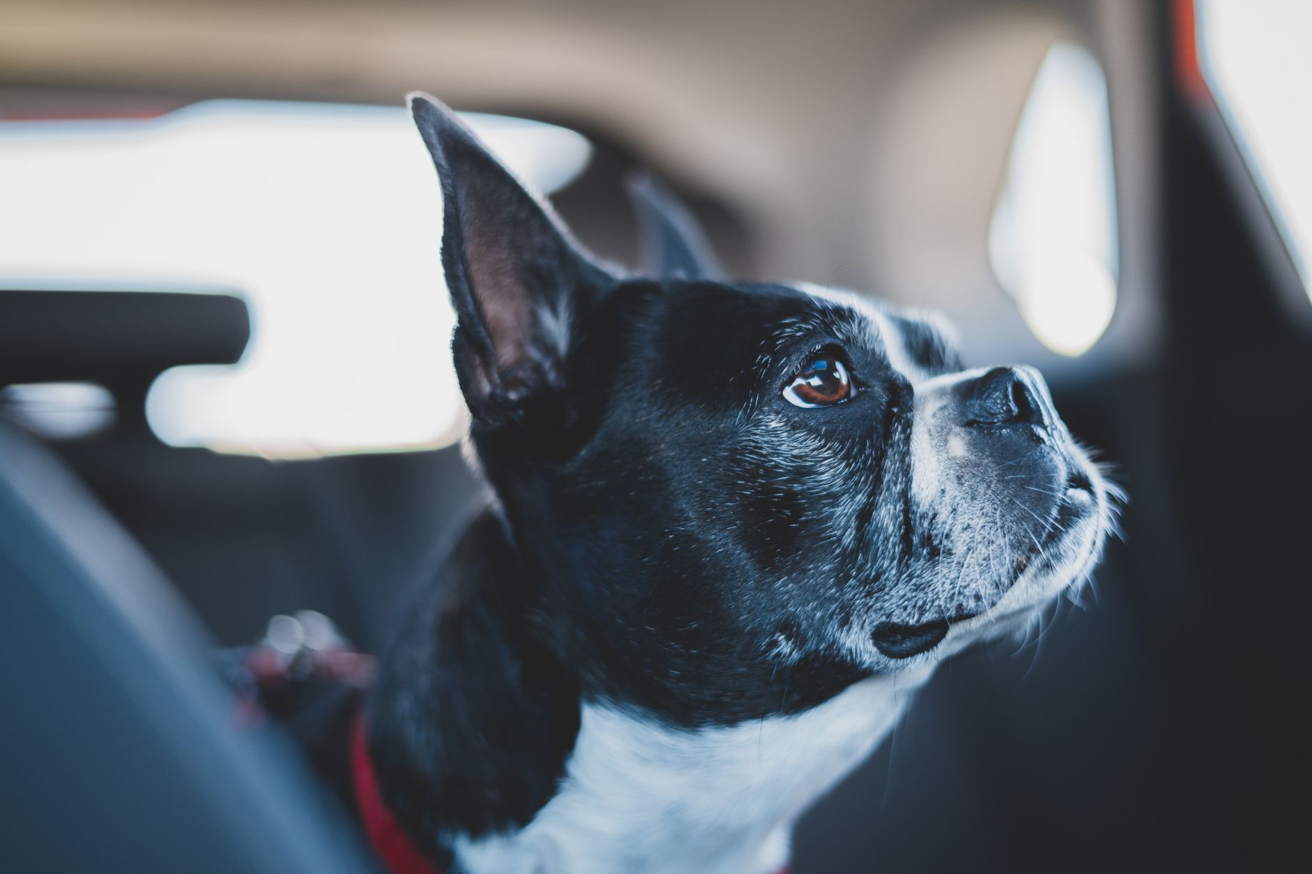 How Much Does It Cost to Fly a Dog? 2026 Airline Fees and Hidden Costs
