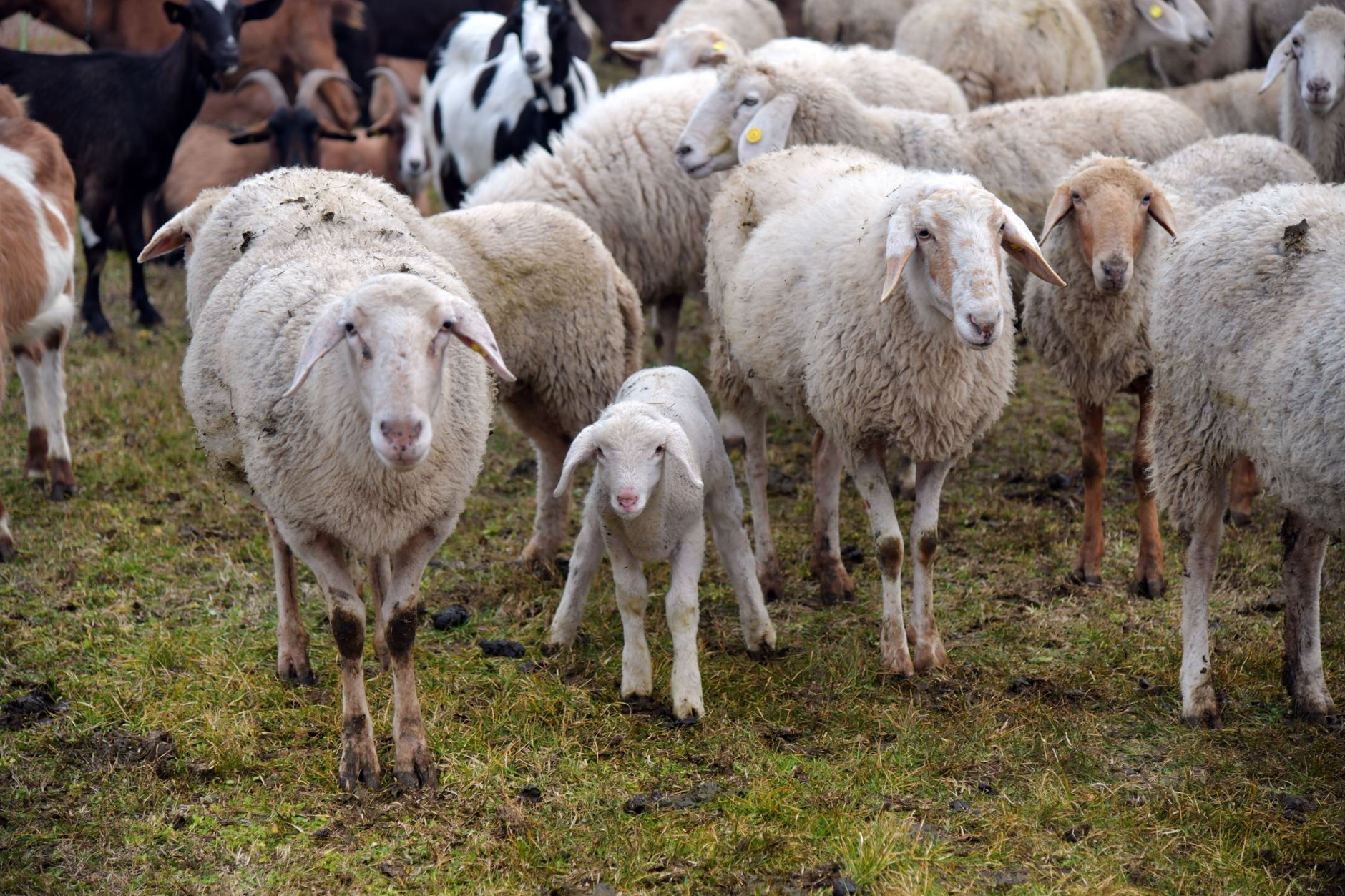 sheep goat farm field