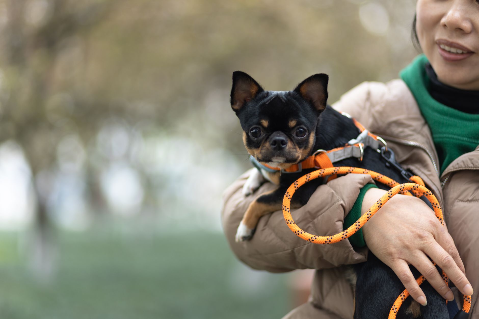 airport security screening passenger holding leashed dog