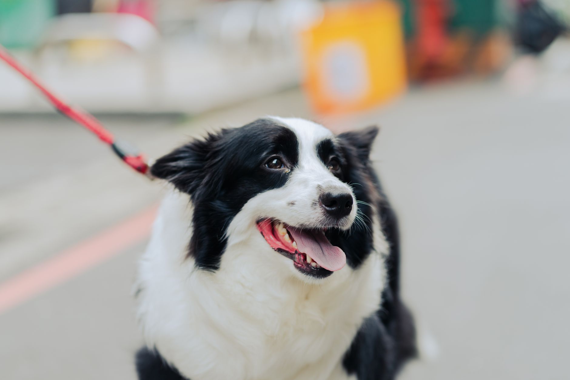 leashed dog waiting with owner at land border inspection booth daytime