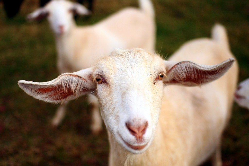 sheep goat farm field