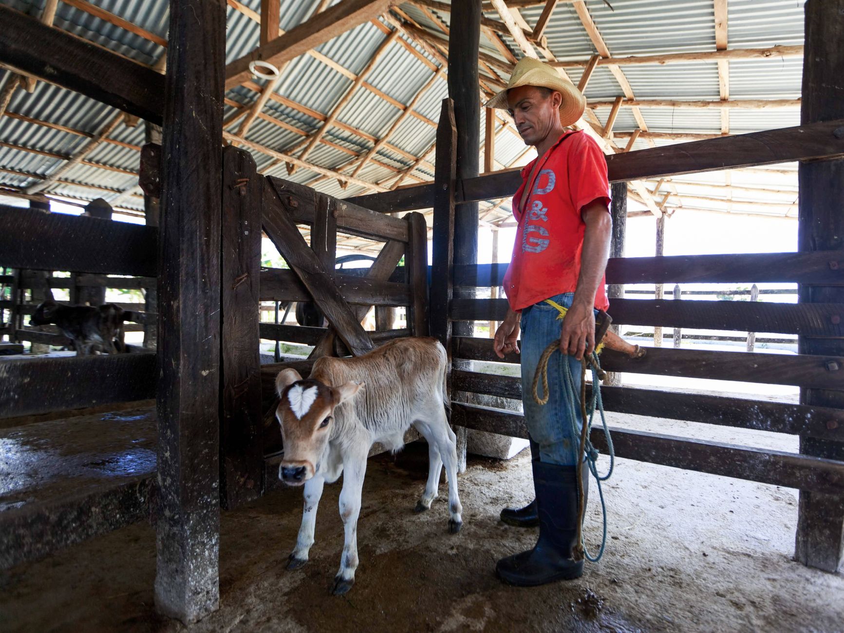 Animal Shipping Service Cost: 2026 Price Guide for Pet & Livestock Transport