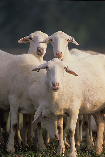 livestock farm herd