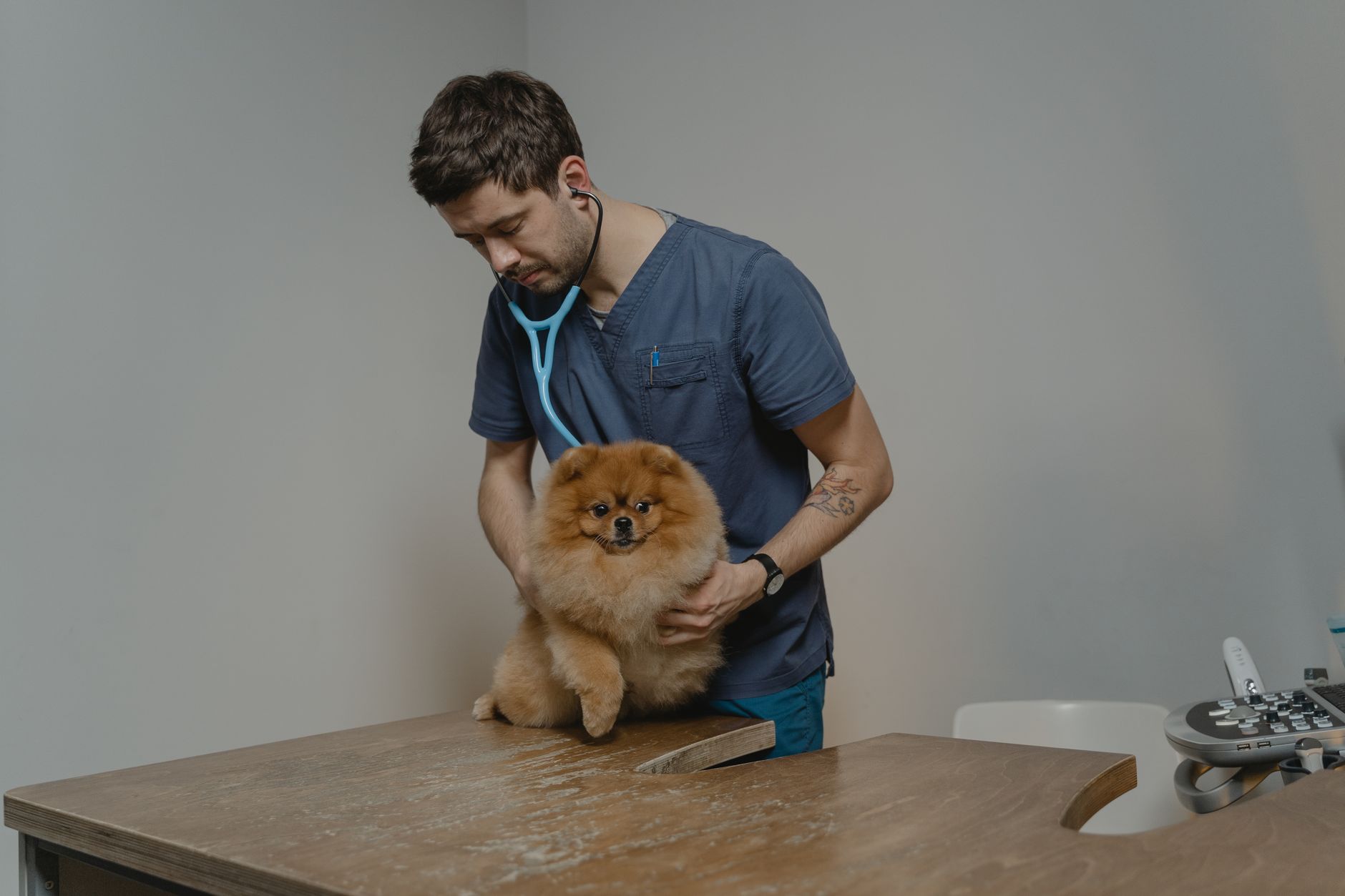 veterinarian examining dog on clinic table for travel health certificate
